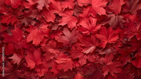 Obraz Aerial view of red maple leaves in autumn