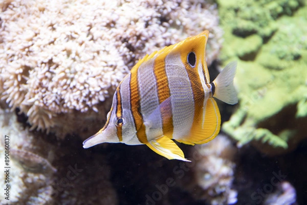 Obraz pesce tropicale a strisce