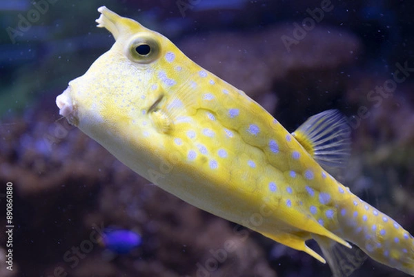 Obraz pesce scatola tropicale