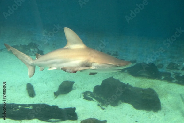 Fototapeta Squalo