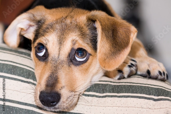 Obraz poważny szczeniak