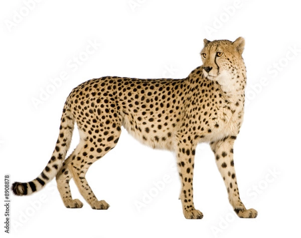 Obraz Cheetah - Acinonyx jubatus na białym tle