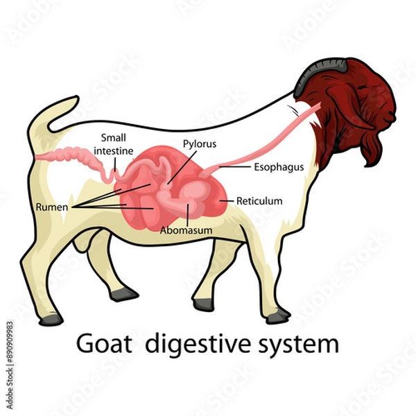 Obraz Boer Goat Digestive system vector illustration