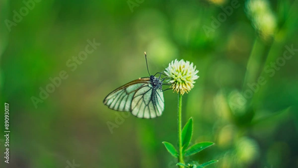 Fototapeta a white butterfly on a clover in close-up
