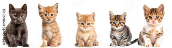 Fototapeta Five Adorable Kittens Sitting Against a White Background