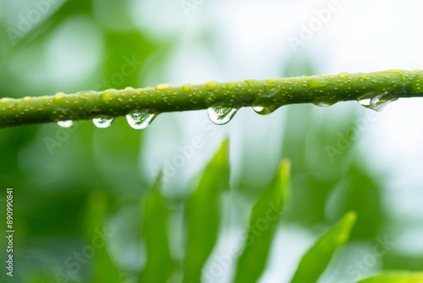 Obraz 雨の水滴がついた木の葉　梅雨イメージ