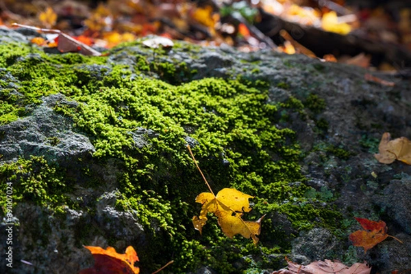 Obraz Moss covered rock with a yellow leaf in the autumn forest. Selective focus.