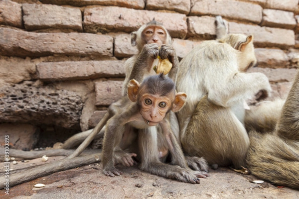 Fototapeta Curius and sceptical