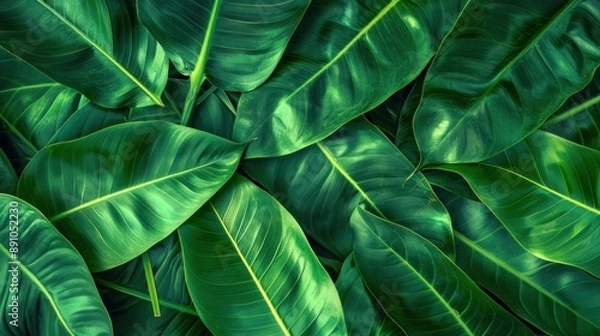 Fototapeta Tropical Green Leaves Background