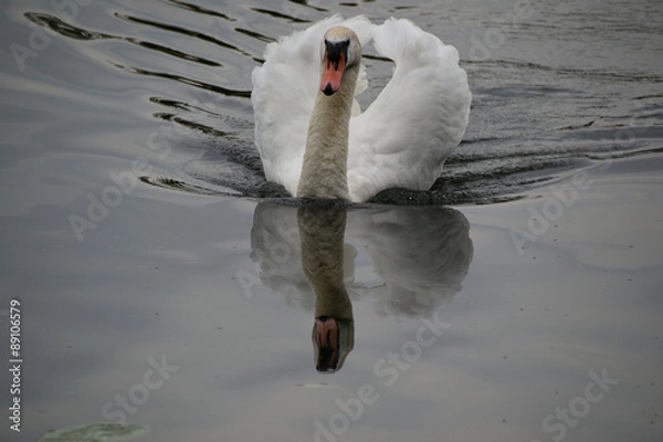 Obraz  Swan on the nature background