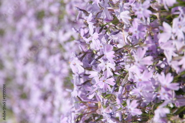 Fototapeta シバザクラ