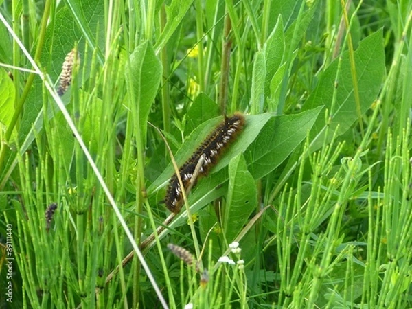 Fototapeta гусеница