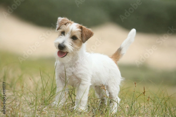 Fototapeta Chiot Jack Russell