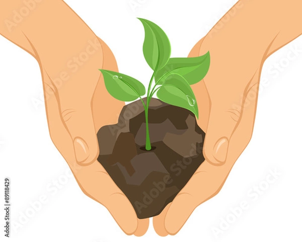 Obraz Green sprout in hands