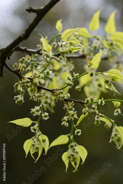 Fototapeta Amerikanische Zürgelbaum, Westliche Zürgelbaum, Celtis occidentalis,