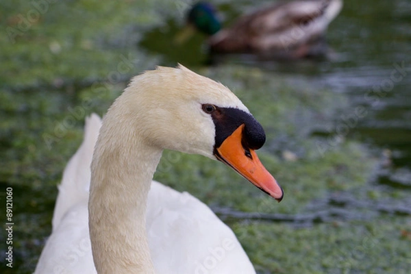 Fototapeta Beautiful portrait of the swan