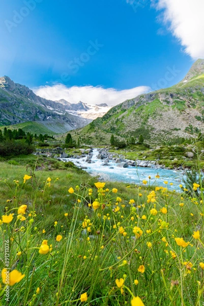 Fototapeta Alpine Meadow in Bloom with Glacier Peak in the Background (Zillertal Alps)