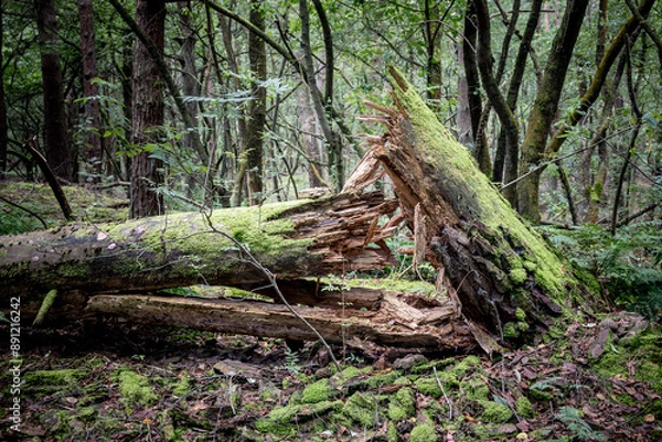 Fototapeta Landscape photo of a broken tree lying on the ground. After a heavy storm in the forest.