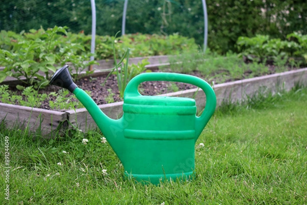 Fototapeta A green watering can standing on the ground, vegetables and herbs garden bed with young plants in background 