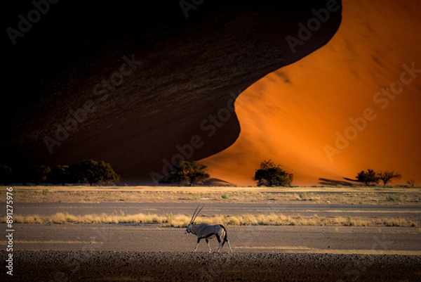 Obraz Namib desert, Namibia, dunes, oryx