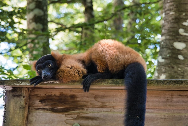 Fototapeta Lémurien