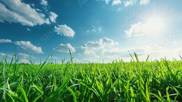 Fototapeta Expansive Field of Green Grass Under a Clear Blue Sky, Showcasing a Tranquil and Open Landscape with a Sense of Freedom and Natural Beauty