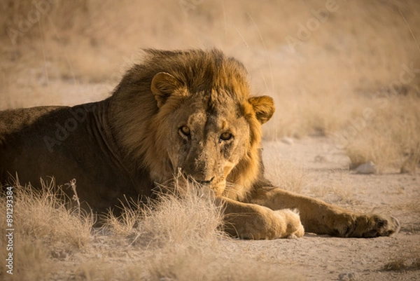 Obraz Lion in Etosha Park, Namibia