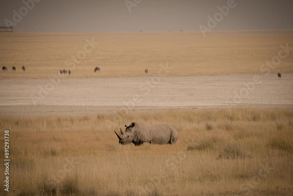 Obraz White Rhino