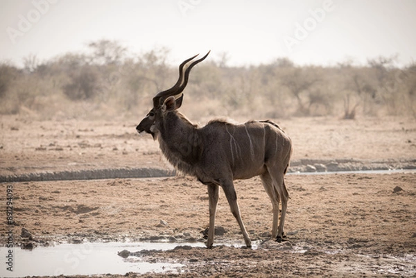 Obraz Kudu Antelope in Namibia