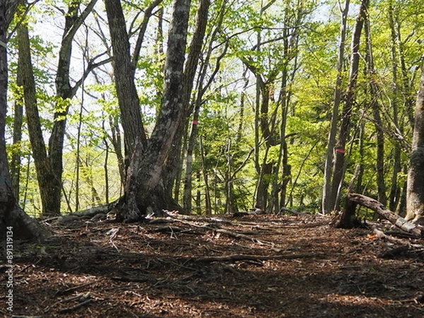 Fototapeta 本社カ丸の登山道