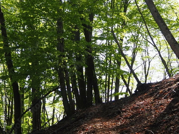 Fototapeta 本社カ丸の登山道