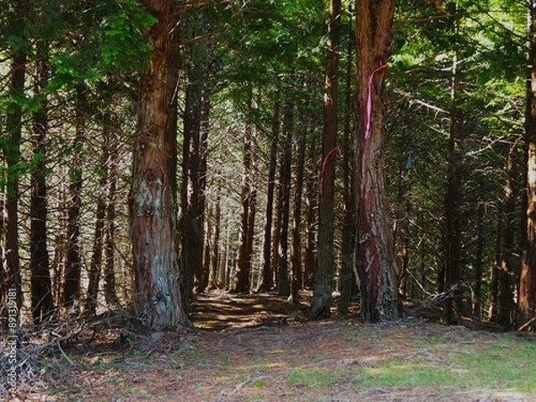 Fototapeta 本社カ丸の登山道