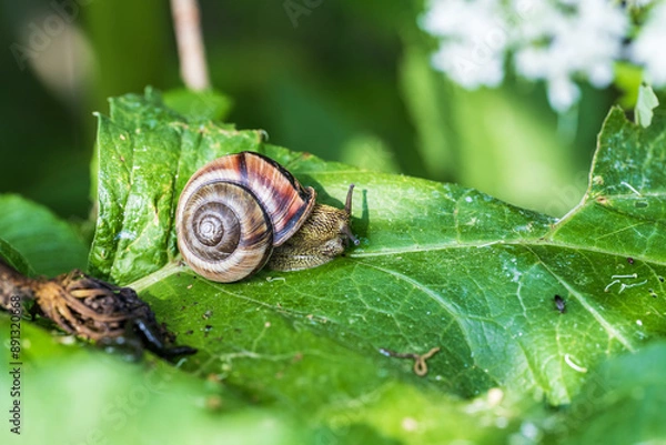 Fototapeta Snail on a green leaf