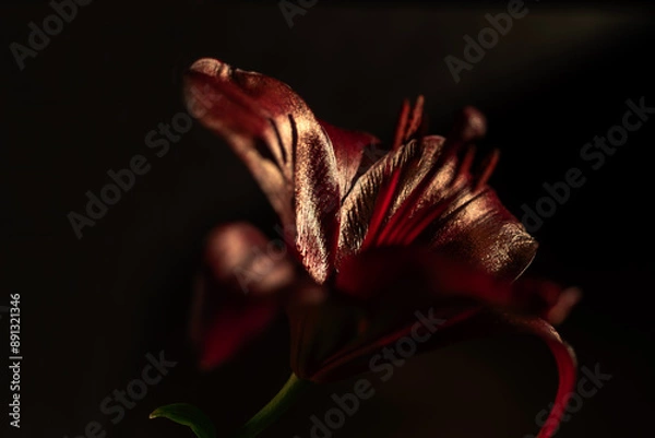 Fototapeta close-up view of a beautiful dark red lily