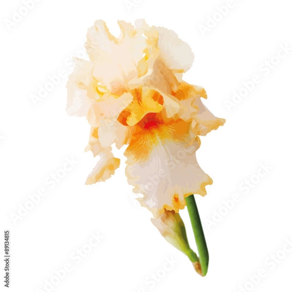 Fototapeta Flower iris vector