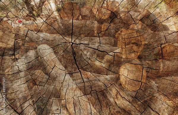 Obraz Double exposure of Timber Logs and Cut tree trunk. nature background.