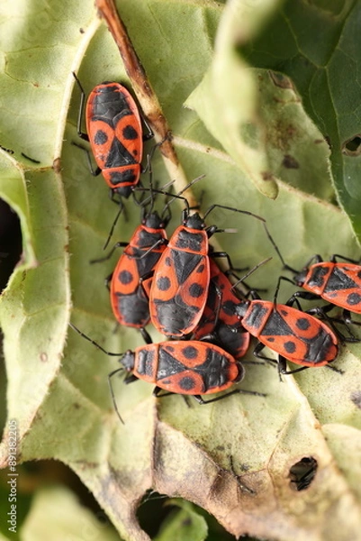 Obraz firebugs sitting togehter on a leaf