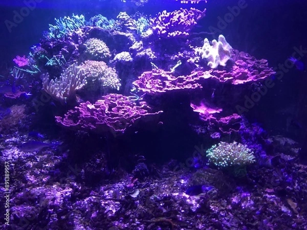 Obraz Fonds marins dans un aquarium