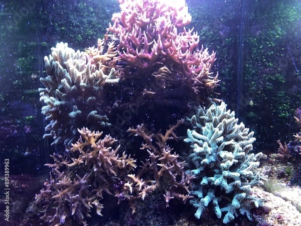 Obraz Fonds marins dans un aquarium