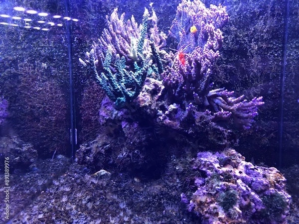 Obraz Fonds marins dans un aquarium