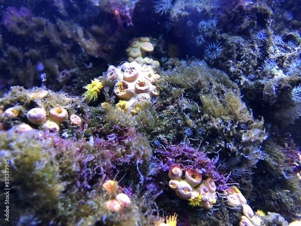 Obraz Corail dans un aquarium géant