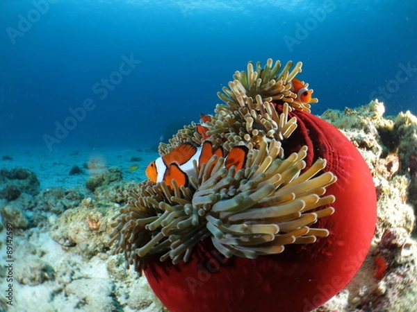 Obraz 沖縄離島ダイビング　イソギンチャクと戯れるカクレクマノミ　ワイドマクロ　阿嘉島