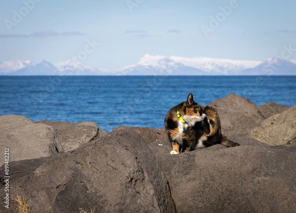 Obraz Island im April mit Katze