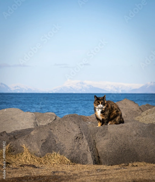Obraz Island im April mit Katze