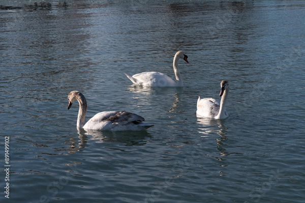Obraz Elegant swans on a cold winter day.