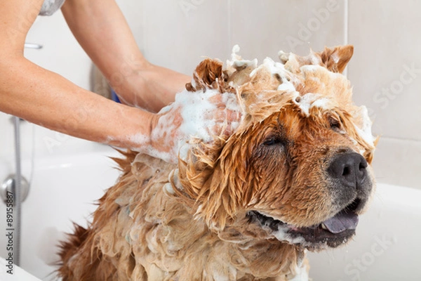 Obraz Łazienka do karmy dla psów