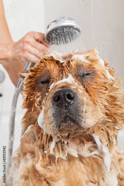 Obraz Bathroom to a dog chow chow