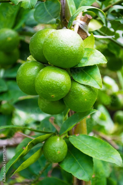 Obraz Lime green tree hanging from the branches itself