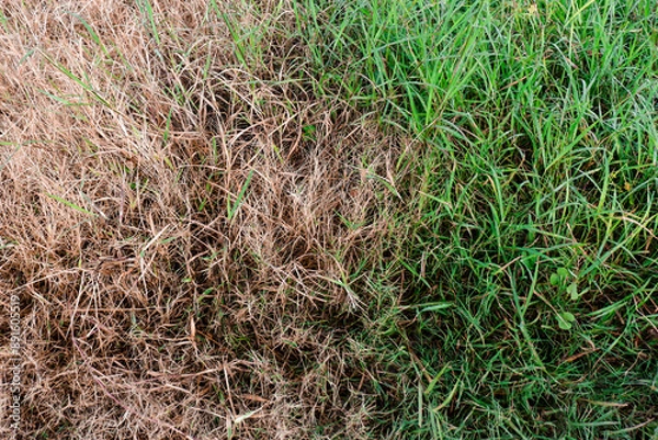 Fototapeta the meeting between green grass and dead grass