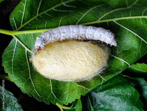 Fototapeta Bruco Fase 4